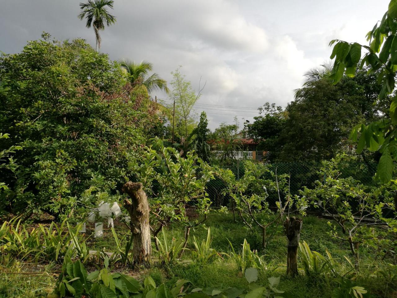 Guesthouse Dragon Place Taiping Exteriör bild