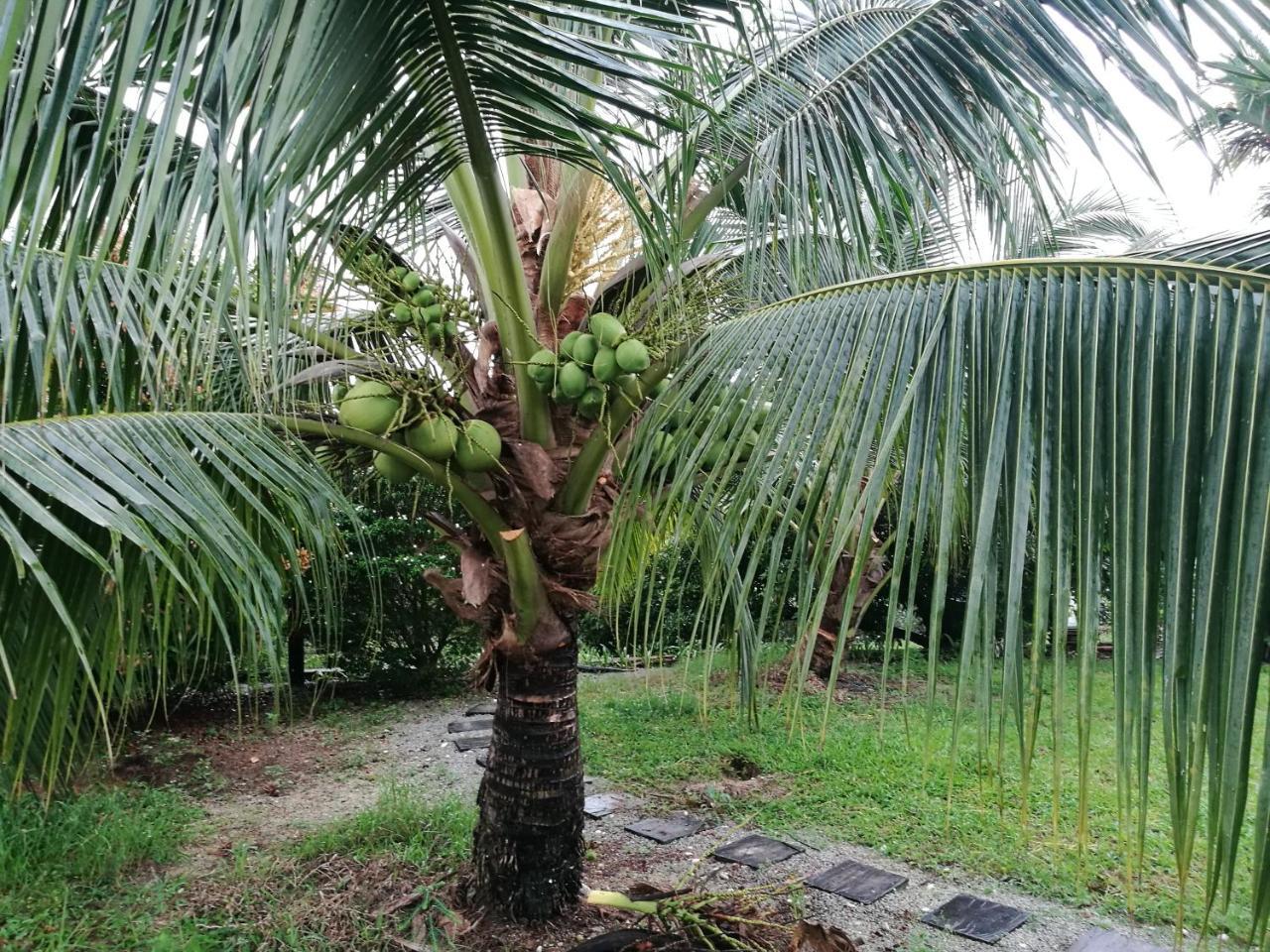 Guesthouse Dragon Place Taiping Exteriör bild
